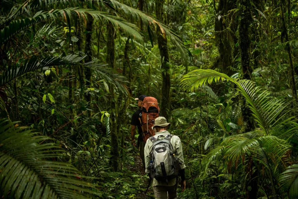 Lush green rainforest canopy in Knuckles Mountain Range, home to endemic wildlife.