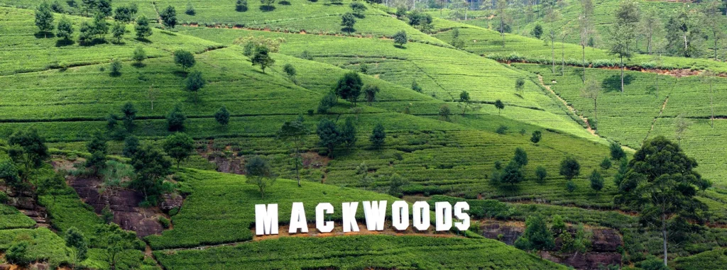 Mani Katthuter at Labookellie tea estate 1 Scenic view of tea plantations at Mani Katthuter, Labookellie Tea Estate, Sri Lanka