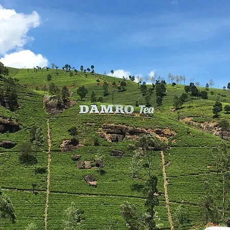 A breathtaking view of the lush green tea plantations of Mani Katthuter, Labookellie Tea Estate, with the iconic Damro Tea logo in the foreground. The image showcases the picturesque landscape of Sri Lanka's tea country.