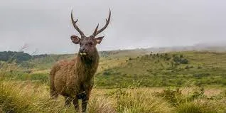Horton Plains National Park Sri Lanka, World's End, Cloud Forest, UNESCO World Heritage Site