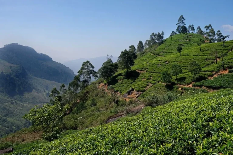 Scenic view of the lush green tea plantation at Mani Katthuter, part of the Labookellie Tea Estate in Sri Lanka