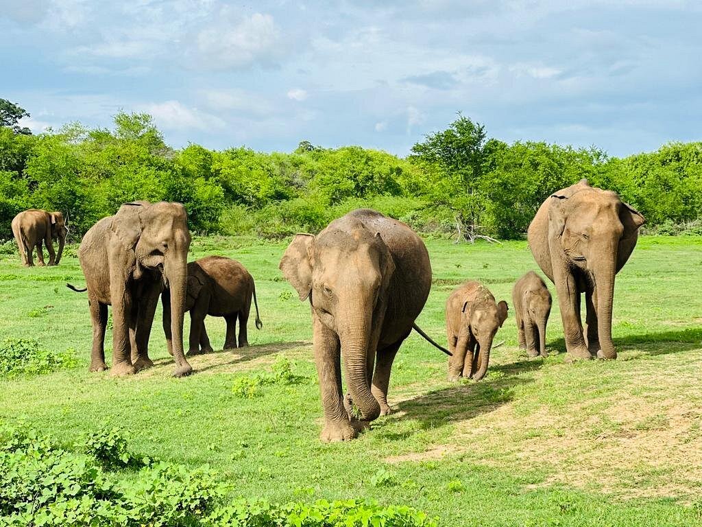 udawalawe ethical safari