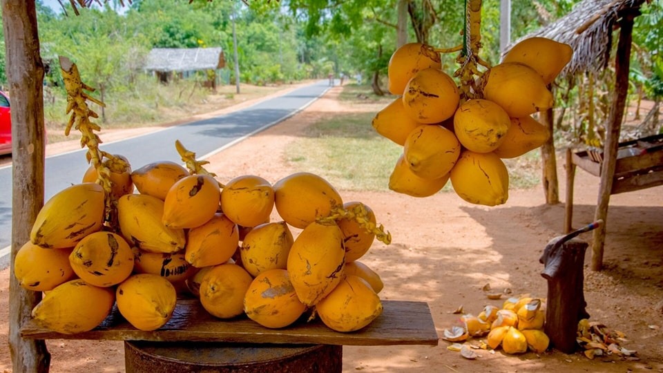 King Coconut is indeed a remarkable gift from nature 4 King Coconut is indeed a remarkable gift from nature