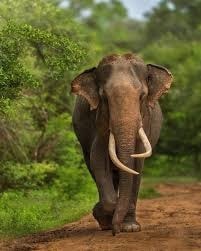 Sri Lanka’s proud elephant resource 6 Sri Lankan Elephants Their Habitat, Human Connection, and Conservation Challenges