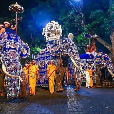 Sri Lanka’s proud elephant resource 5 WhatsApp Image 2025 01 26 at 8.11.07 AM1