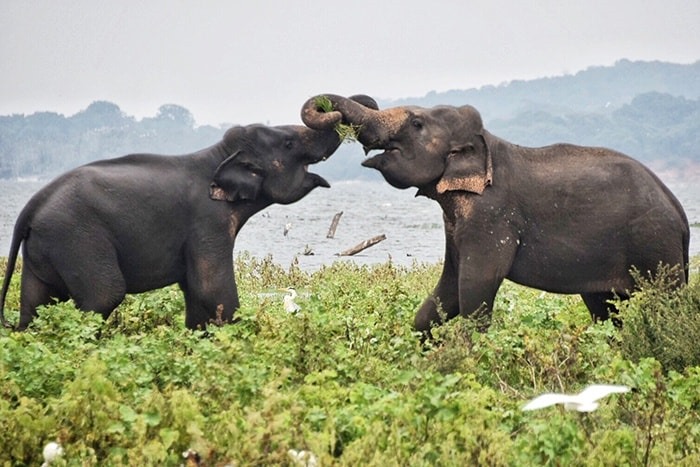 Sri Lanka’s proud elephant resource 1 Sri Lankan Elephants Their Habitat, Human Connection, and Conservation Challenges