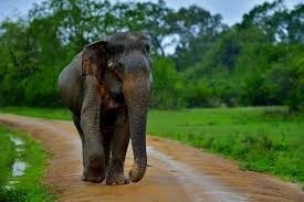 Sri Lanka’s proud elephant resource 7 WhatsApp Image 2025 01 26 at 8.11.08 AM1