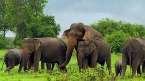 Sri Lanka’s proud elephant resource 8 WhatsApp Image 2025 01 26 at 8.11.08 AM2